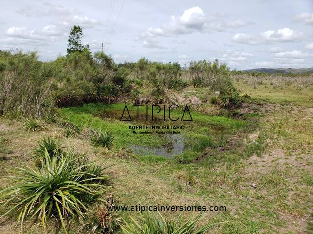 #33 - Campo Productivo para Venta en San Carlos - UY-MA
