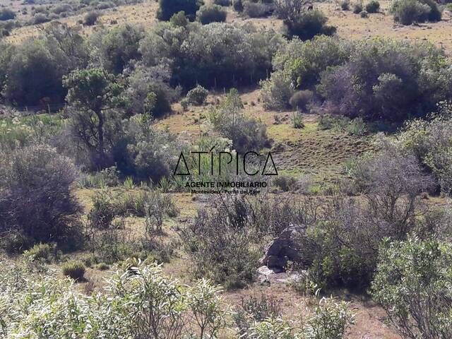 #51 - Campo Productivo para Venta en Aiguá - UY-MA - 1