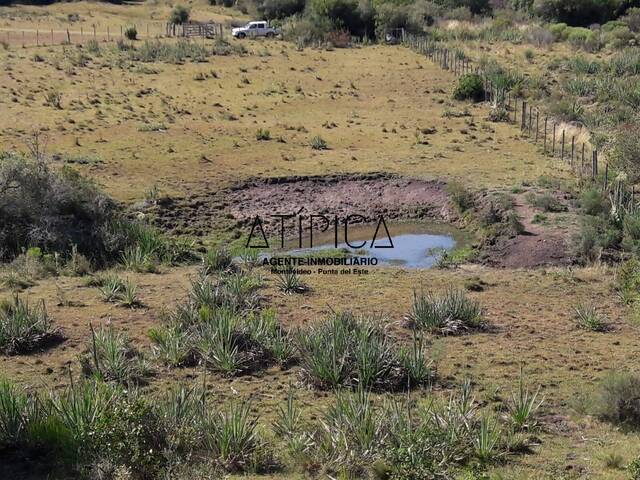 #51 - Campo Productivo para Venta en Aiguá - UY-MA - 3