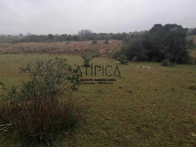 Campo Productivo para Venta en San Carlos - 5