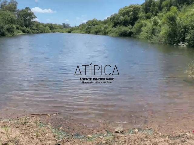 #68 - Campo Productivo para Venta en Maldonado - UY-MA - 1