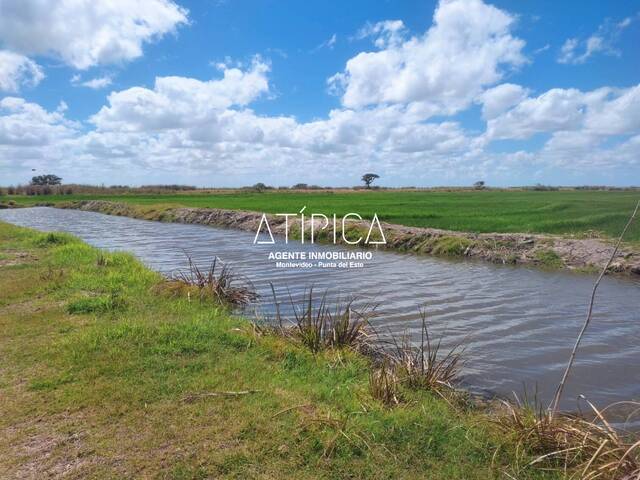 #66 - Campo Productivo para Venta en Lascano - UY-RO - 1