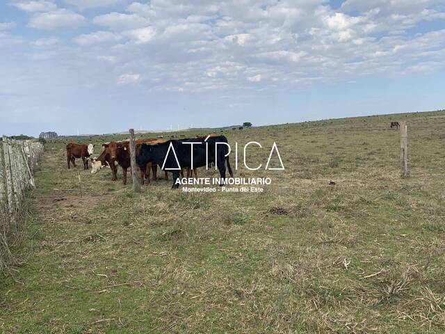 #175 - Chacra para Venta en San Carlos - UY-MA - 3