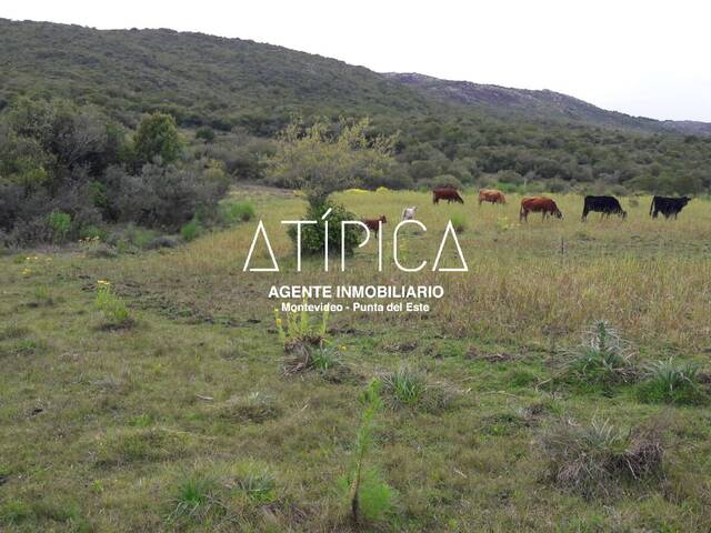 #194 - Campo Productivo para Venta en Aiguá - UY-MA - 1