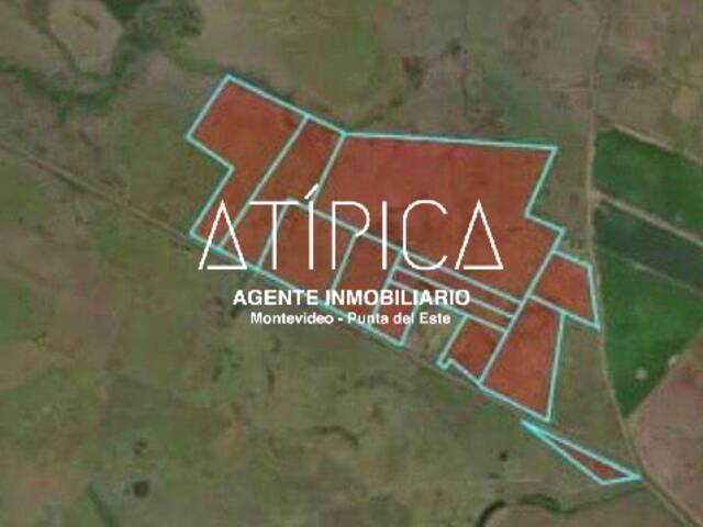 Campo Productivo para Venta en Chuy - 4