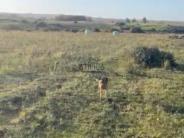 #233 - Campo Productivo para Venta en San Carlos - UY-MA - 2