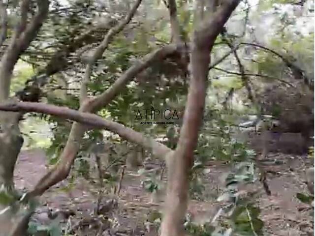 #233 - Campo Productivo para Venta en San Carlos - UY-MA - 3