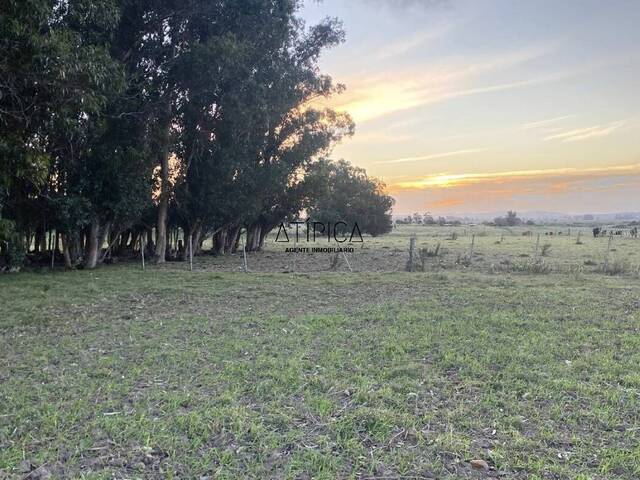 #244 - Campo Productivo para Venta en Punta del Este - UY-MA - 1