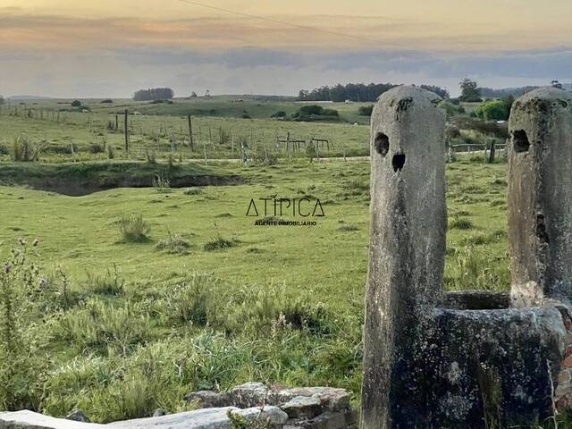 Campo Productivo para Venta en Punta del Este - 4