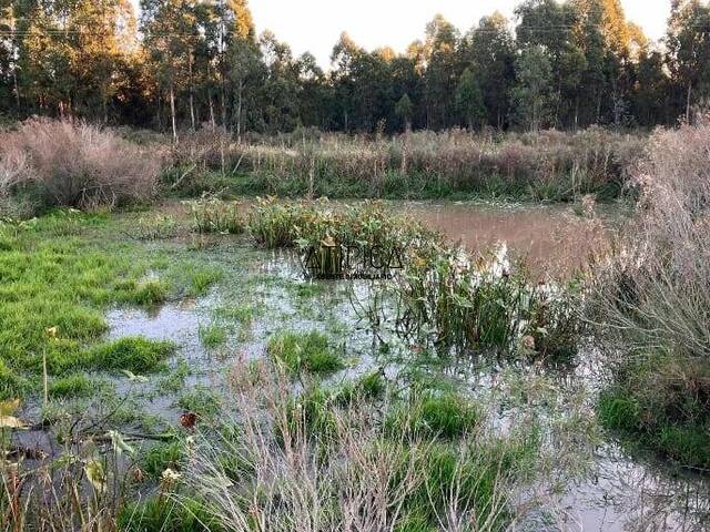 #247 - Chacra para Venta en Punta del Este - UY-MA - 1