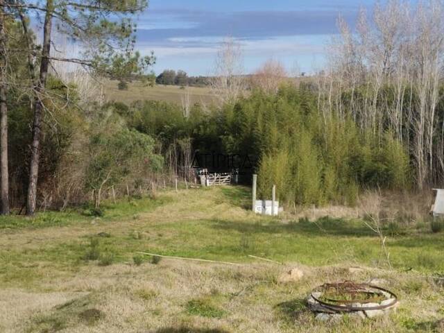 #257 - Campo Productivo para Venta en Punta del Este - UY-MA - 3