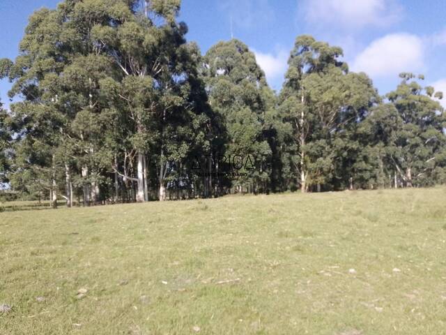 #259 - Campo Productivo para Venta en Vergara - UY-TT - 1