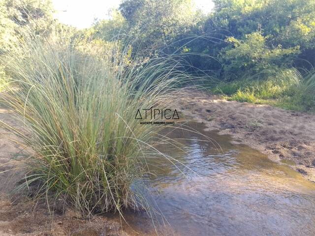 #259 - Campo Productivo para Venta en Vergara - UY-TT - 3