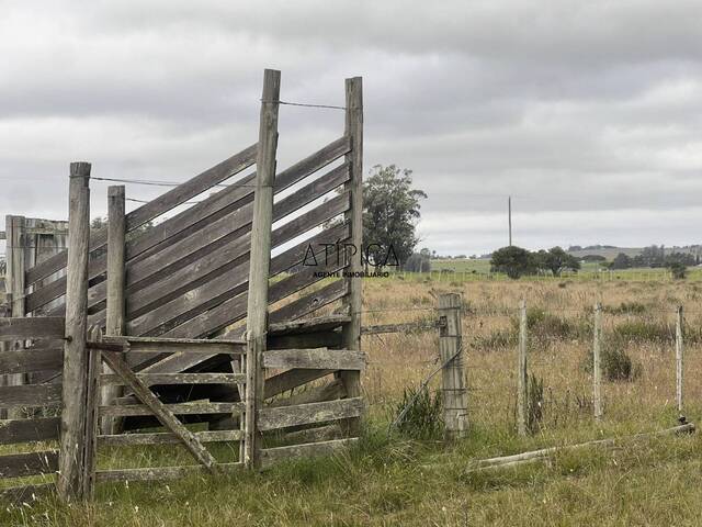 #278 - Chacra para Venta en Punta del Este - UY-MA - 3