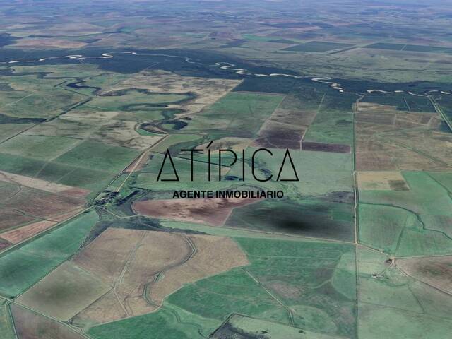 Campo Productivo para Venta en Vergara - 4