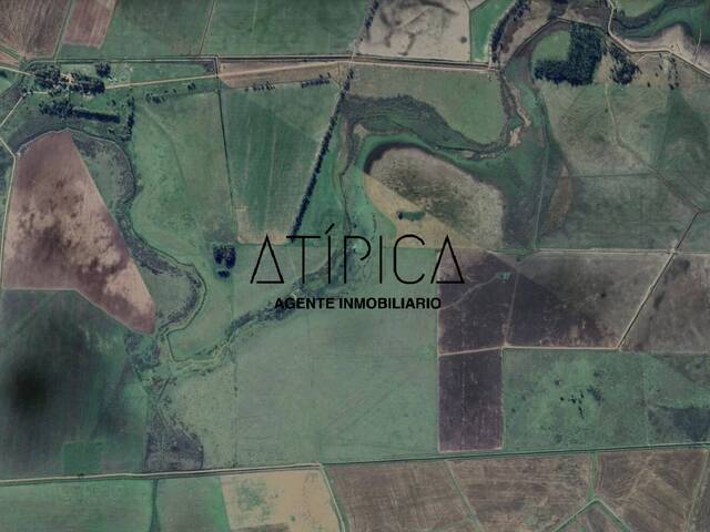 Campo Productivo para Venta en Vergara - 5