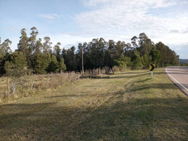 #299 - Campo Productivo para Venta en Aiguá - UY-MA - 1