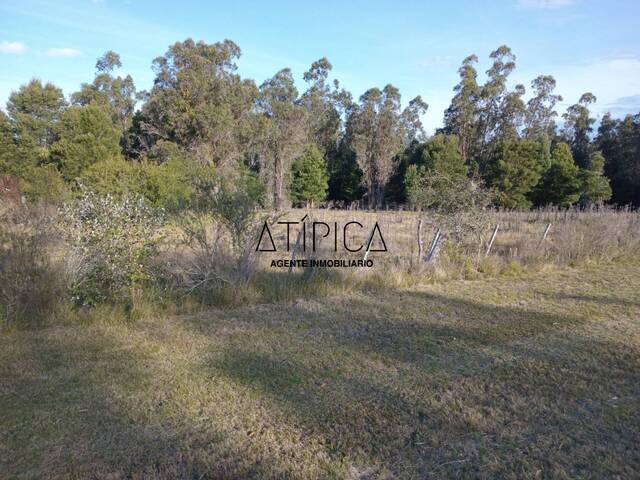 #299 - Campo Productivo para Venta en Aiguá - UY-MA - 2
